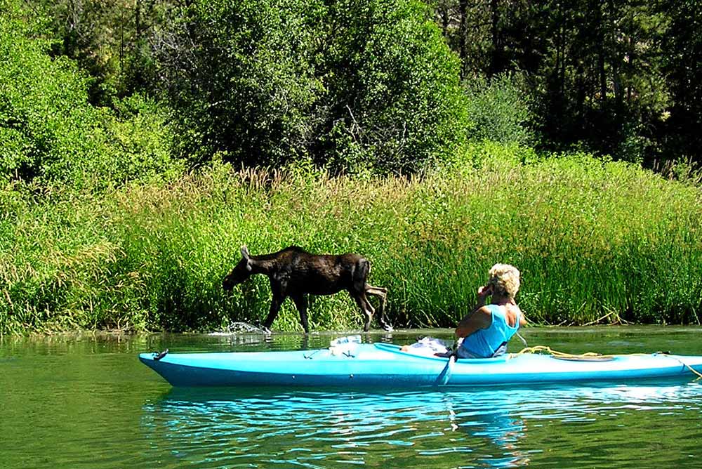 moose and kayaker